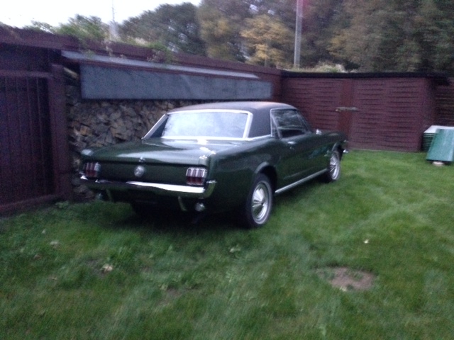 Mustang 1.jpeg