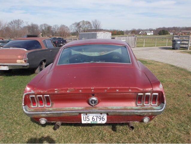 MUSTANG(1).JPG