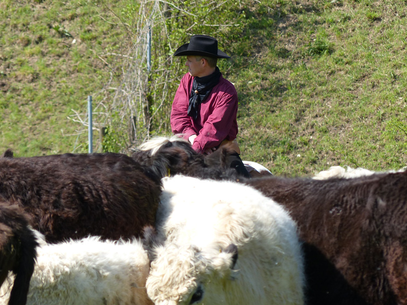 Ranch-horse-day-136.jpg