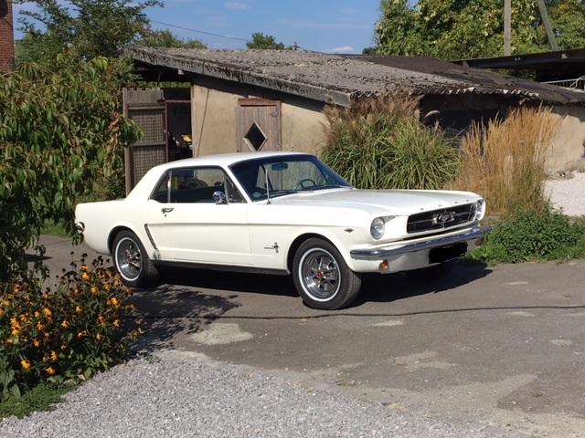 Mustang 2.jpg