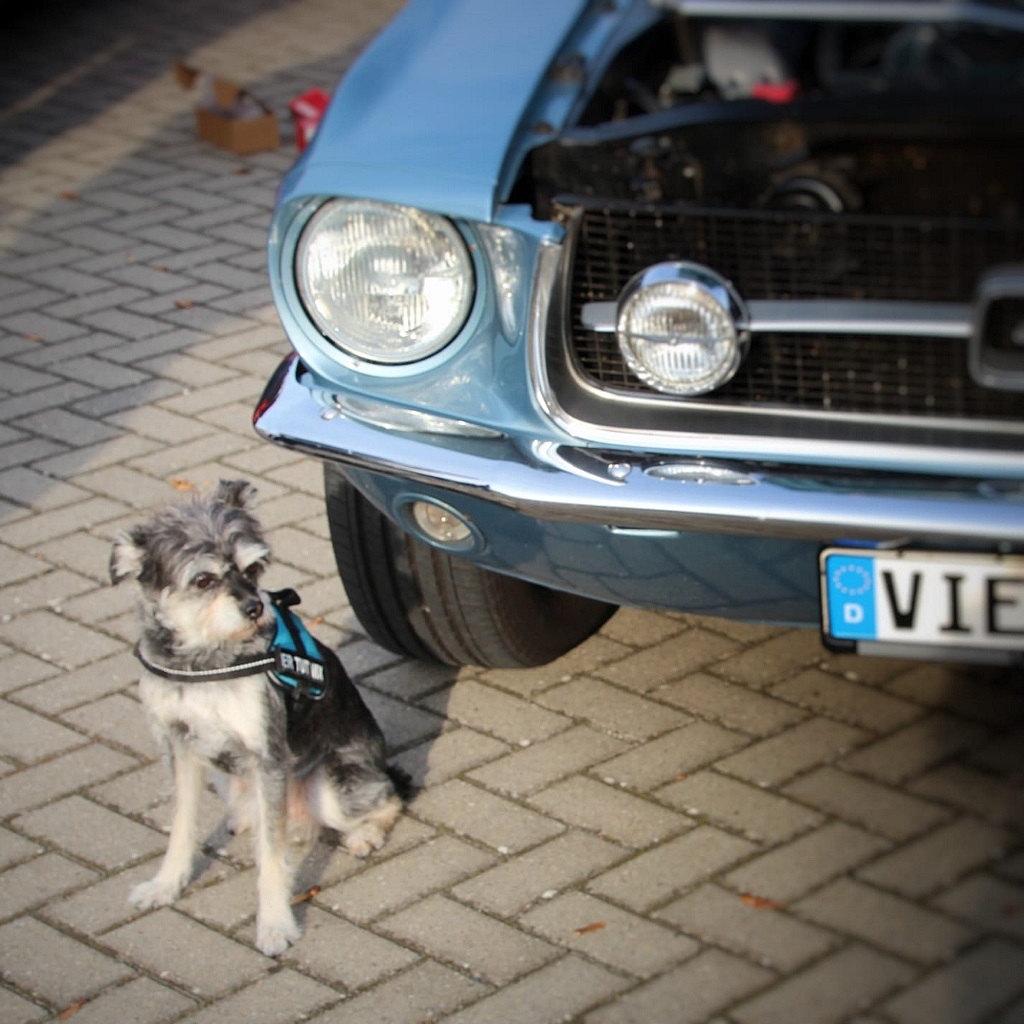 IMG-20181020-WA0030 (1024x1024).jpg