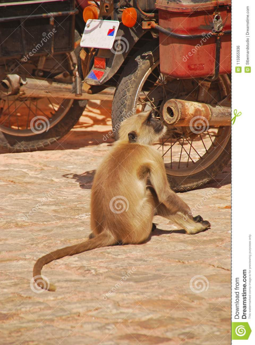 langur-affe-der-bewegungsauspuff-rohr-schnüffelt-115955936.jpg