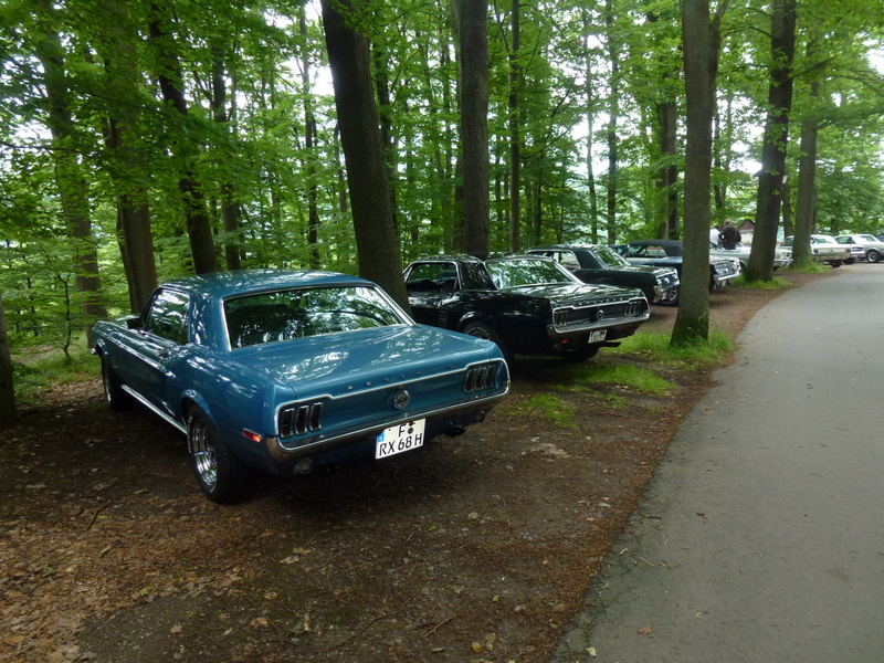 man sieht den Wald vor lauter Mustangs nicht, denn kein Pony Fan schaut hin