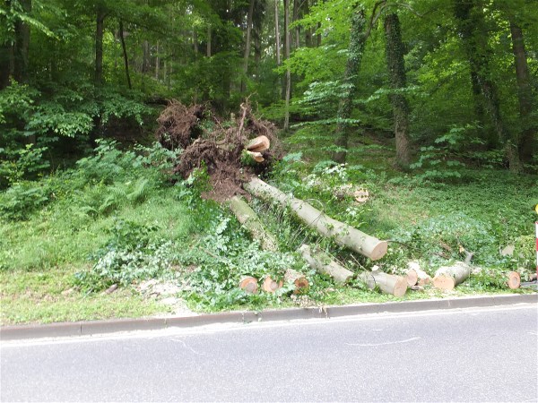 und hier der Baum danach