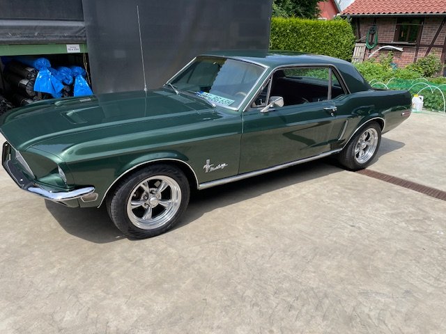 Mustang.JPG