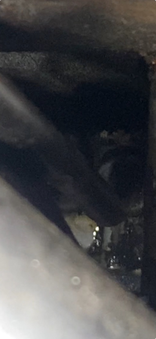 IMG_6484.jpeg